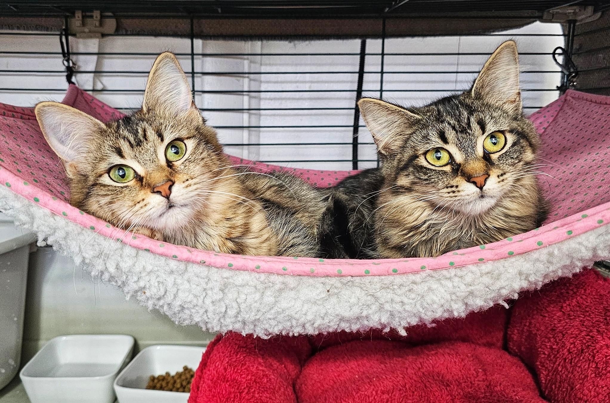 Rocio And Regina thumbnail 4