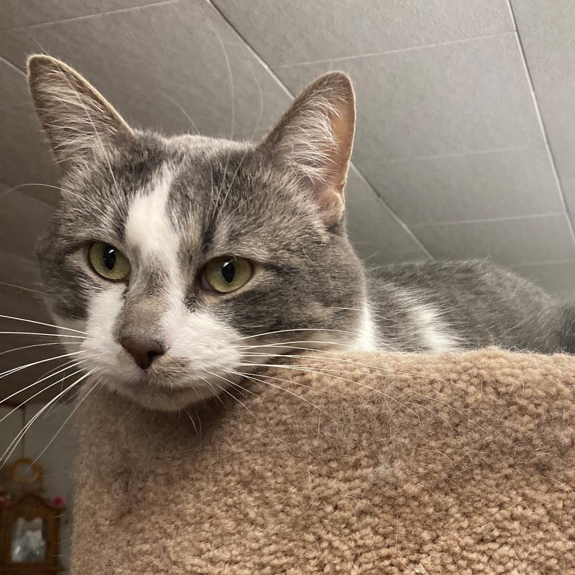 Stewie, Adoptable, Adult Male Domestic Short Hair.