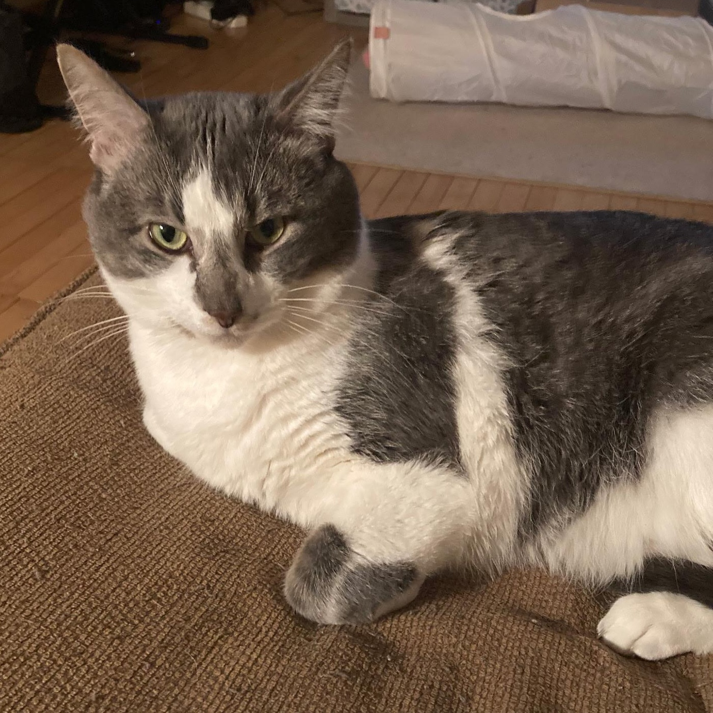 Stewie, a Adoptable Domestic Short Hair in Stockholm, WI image 2/5