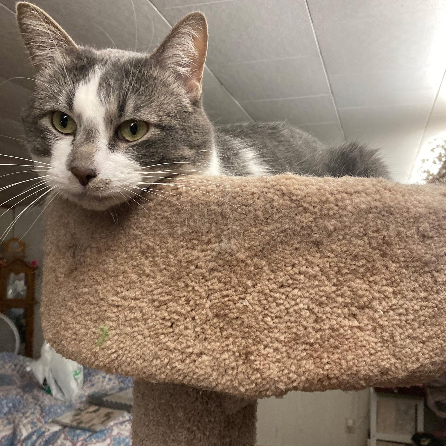 Stewie, a Adoptable Domestic Short Hair in Stockholm, WI image 3/5
