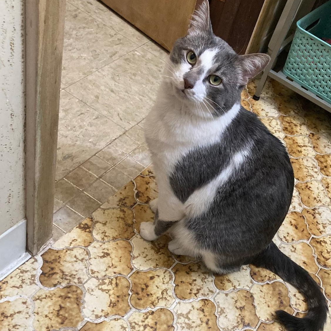 Stewie, a Adoptable Domestic Short Hair in Stockholm, WI image 5/5