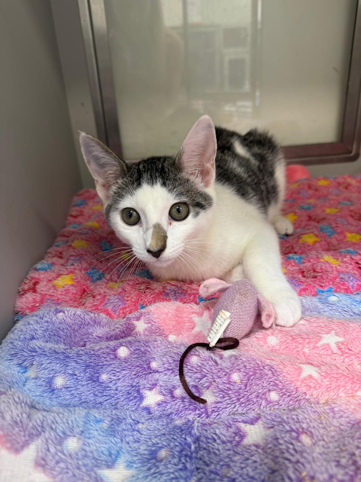 Enlarge Nuzzle, a ADOPTABLE Manx in Miami Beach, FL image 2/6