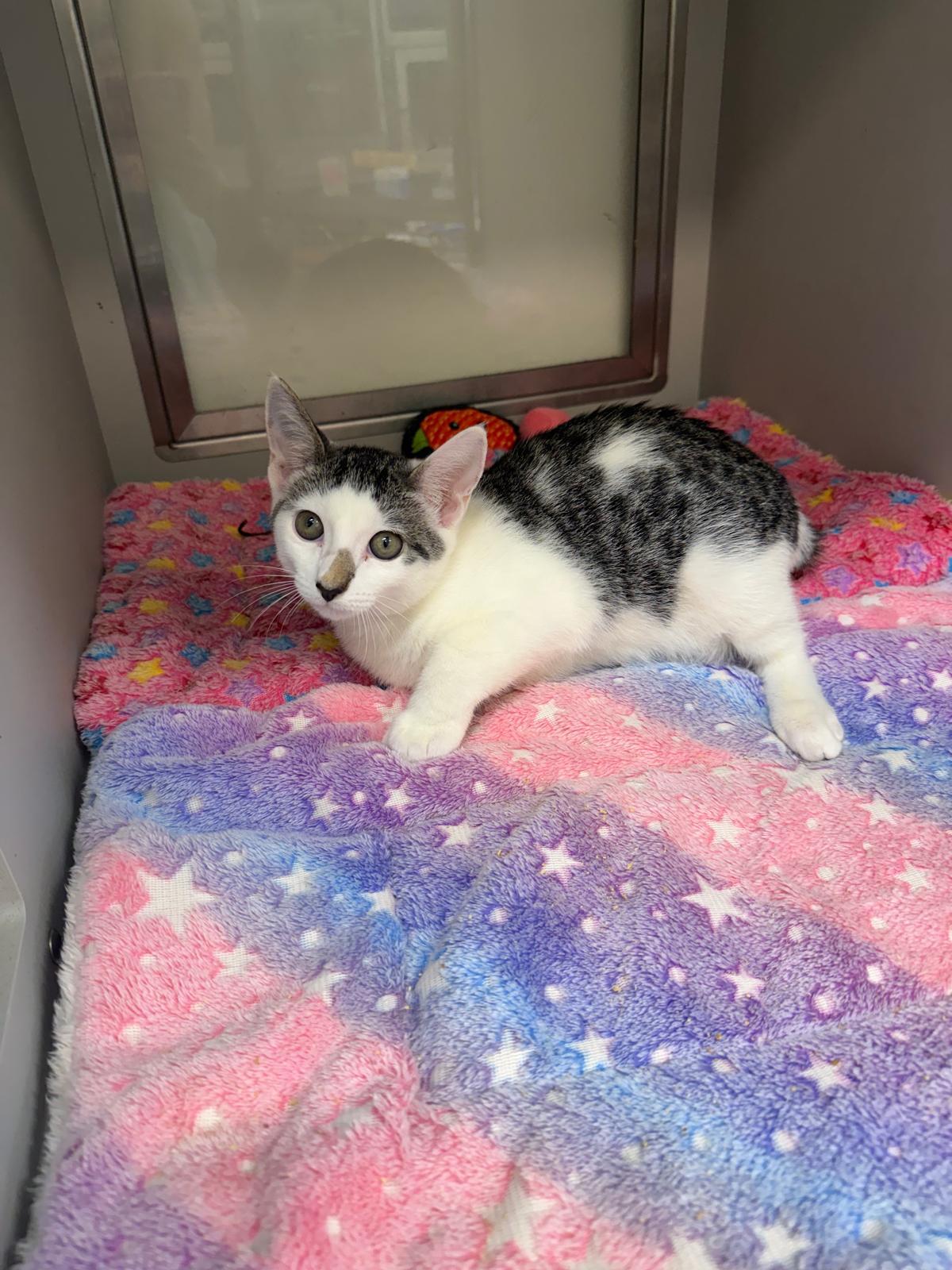 Enlarge Nuzzle, a ADOPTABLE Manx in Miami Beach, FL image 3/6