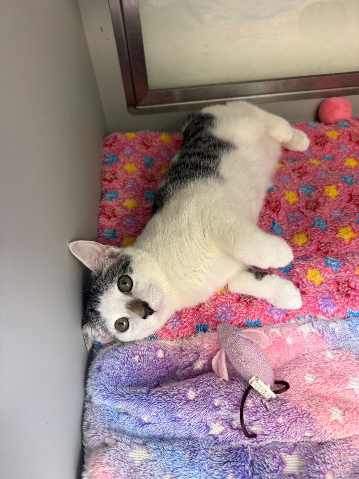 Nuzzle, ADOPTABLE, Kitten Male Manx.