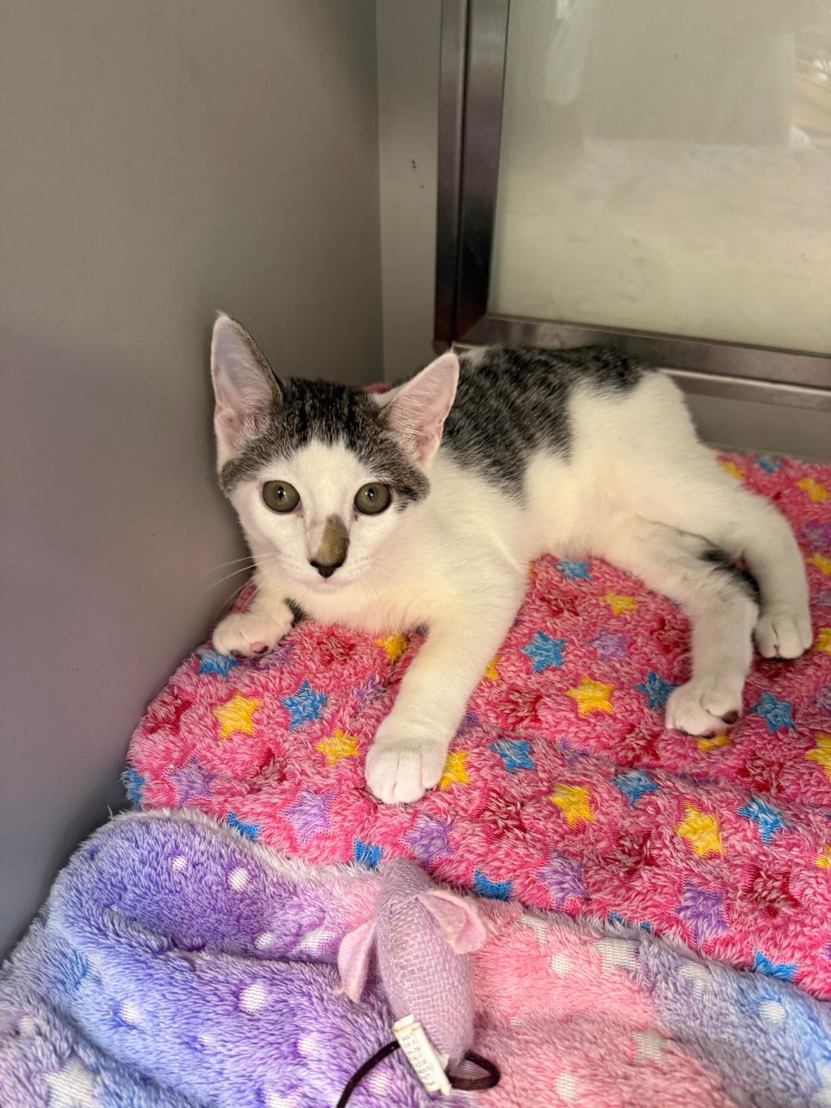 Enlarge Nuzzle, a ADOPTABLE Manx in Miami Beach, FL image 4/6