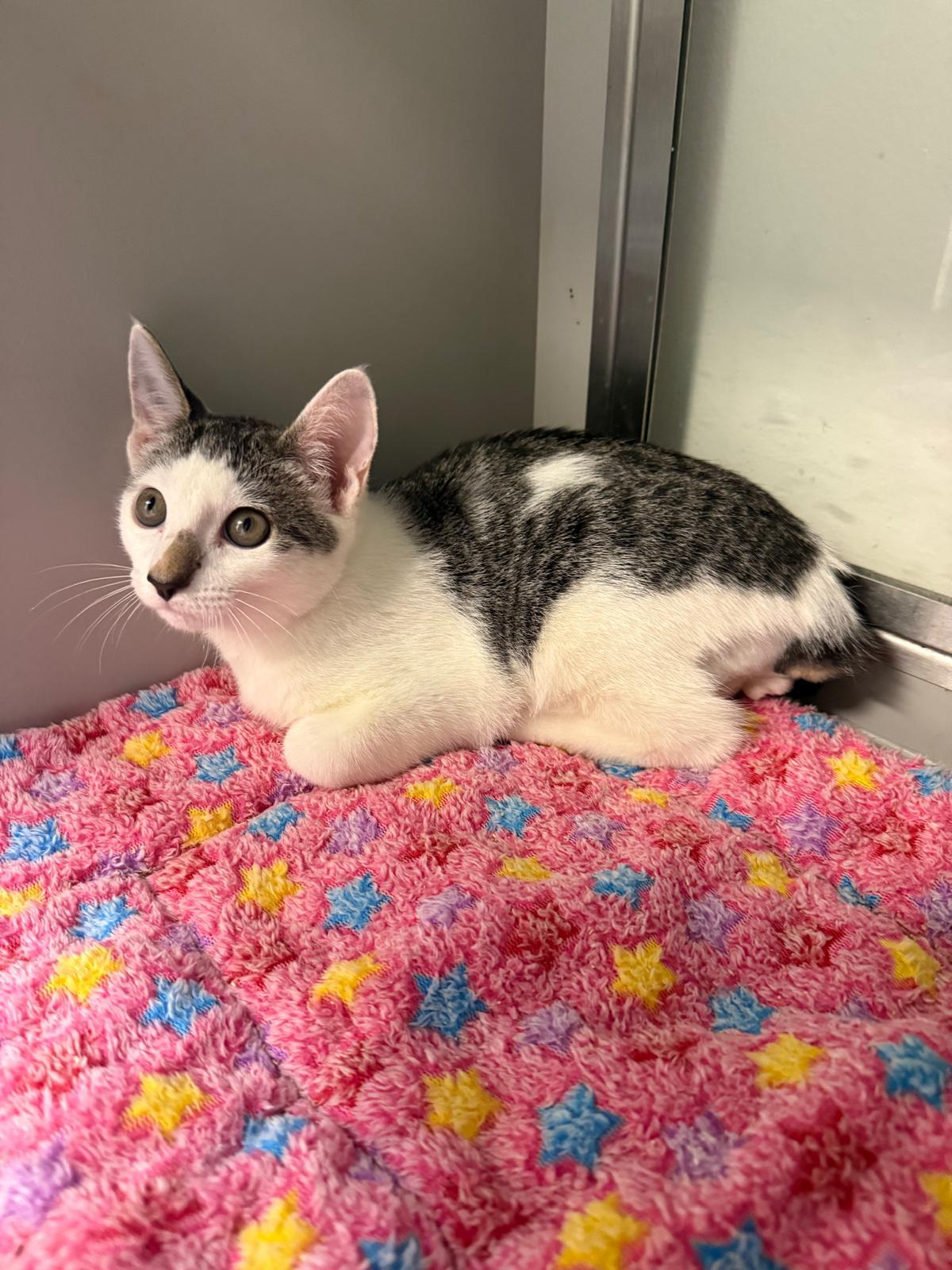 Enlarge Nuzzle, a ADOPTABLE Manx in Miami Beach, FL image 5/6