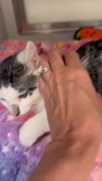 Enlarge Nuzzle, a ADOPTABLE Manx in Miami Beach, FL video 6/6