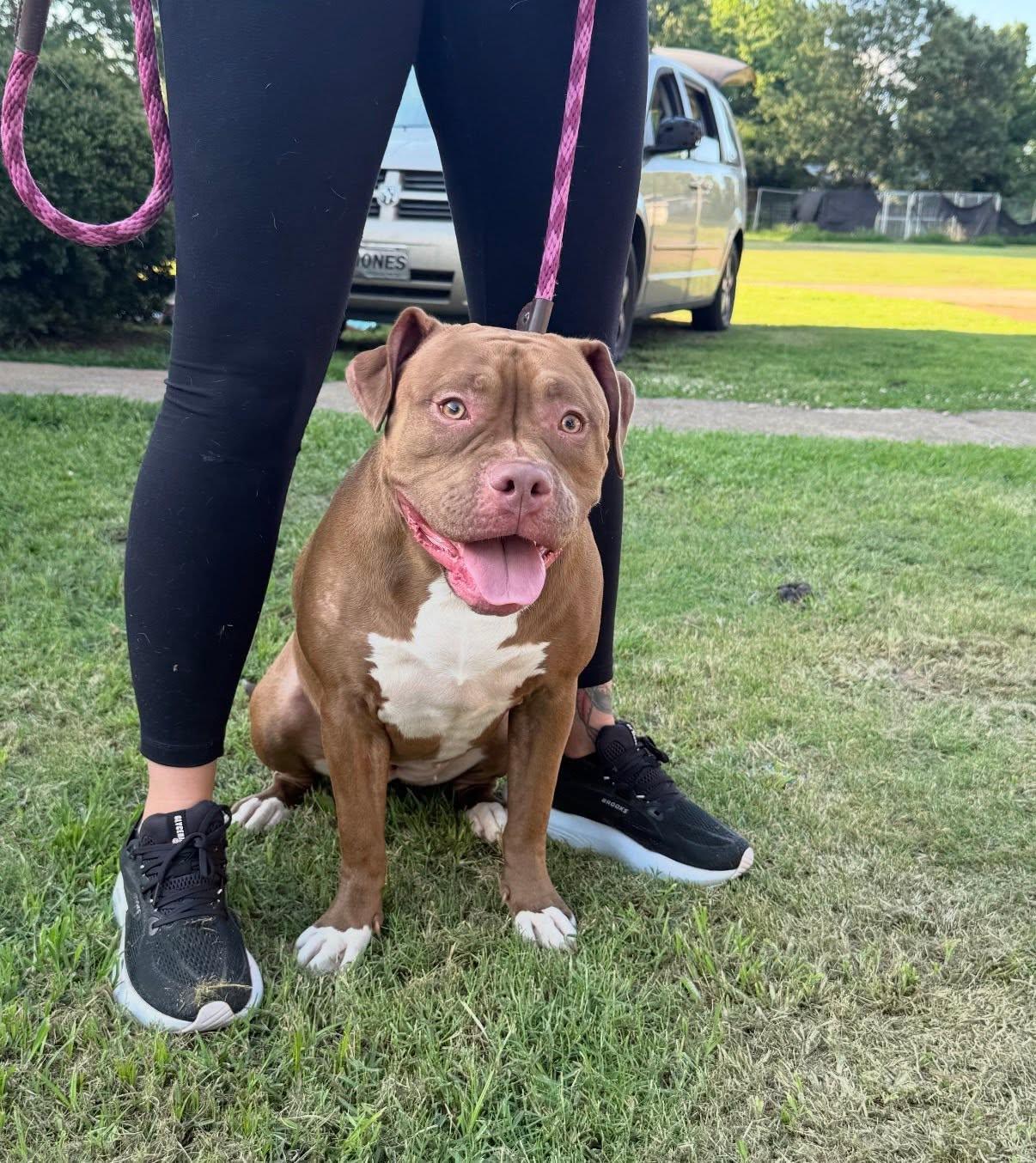 Molly, ADOPTABLE, Young Female Pit Bull Terrier.
