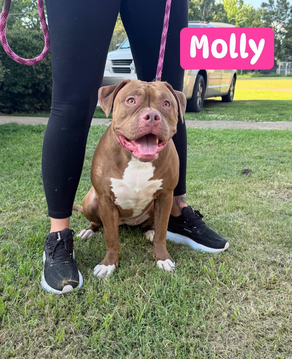Enlarge Molly, a ADOPTABLE mixed breed in Pembroke, MA image 2/5