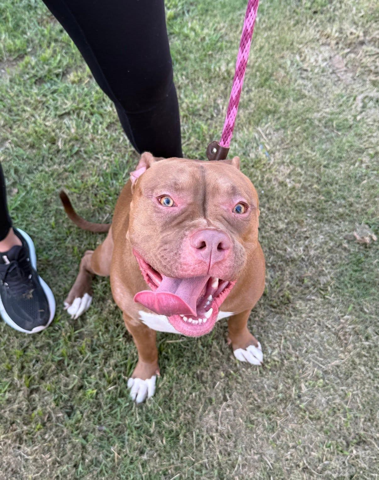 Enlarge Molly, a ADOPTABLE mixed breed in Pembroke, MA image 5/5