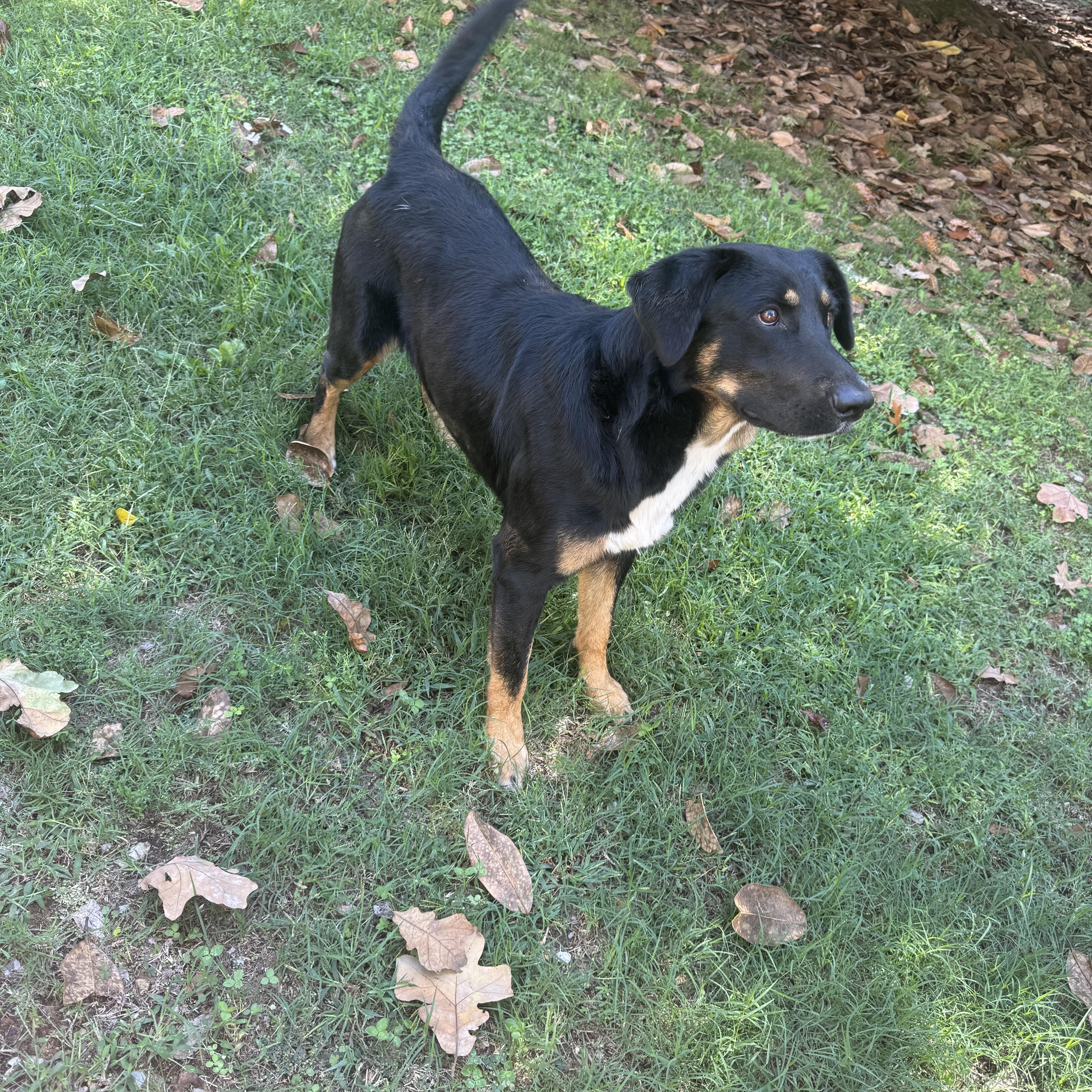 Chipper, Adult Male Labrador Retriever