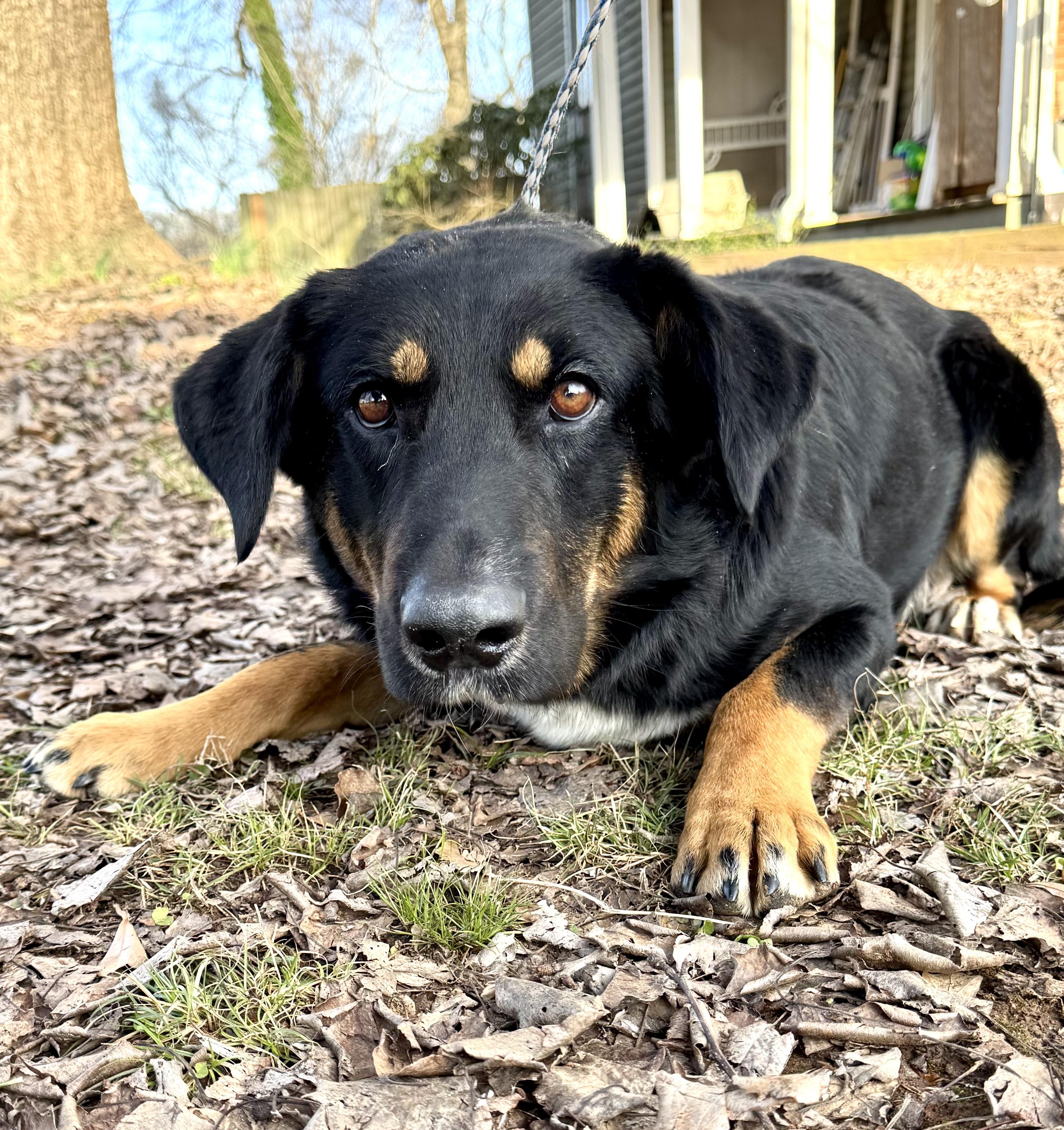 Enlarge Chipper *SPONSORED FEE*, a Adoptable mixed breed in Sharon, VT image 2/4