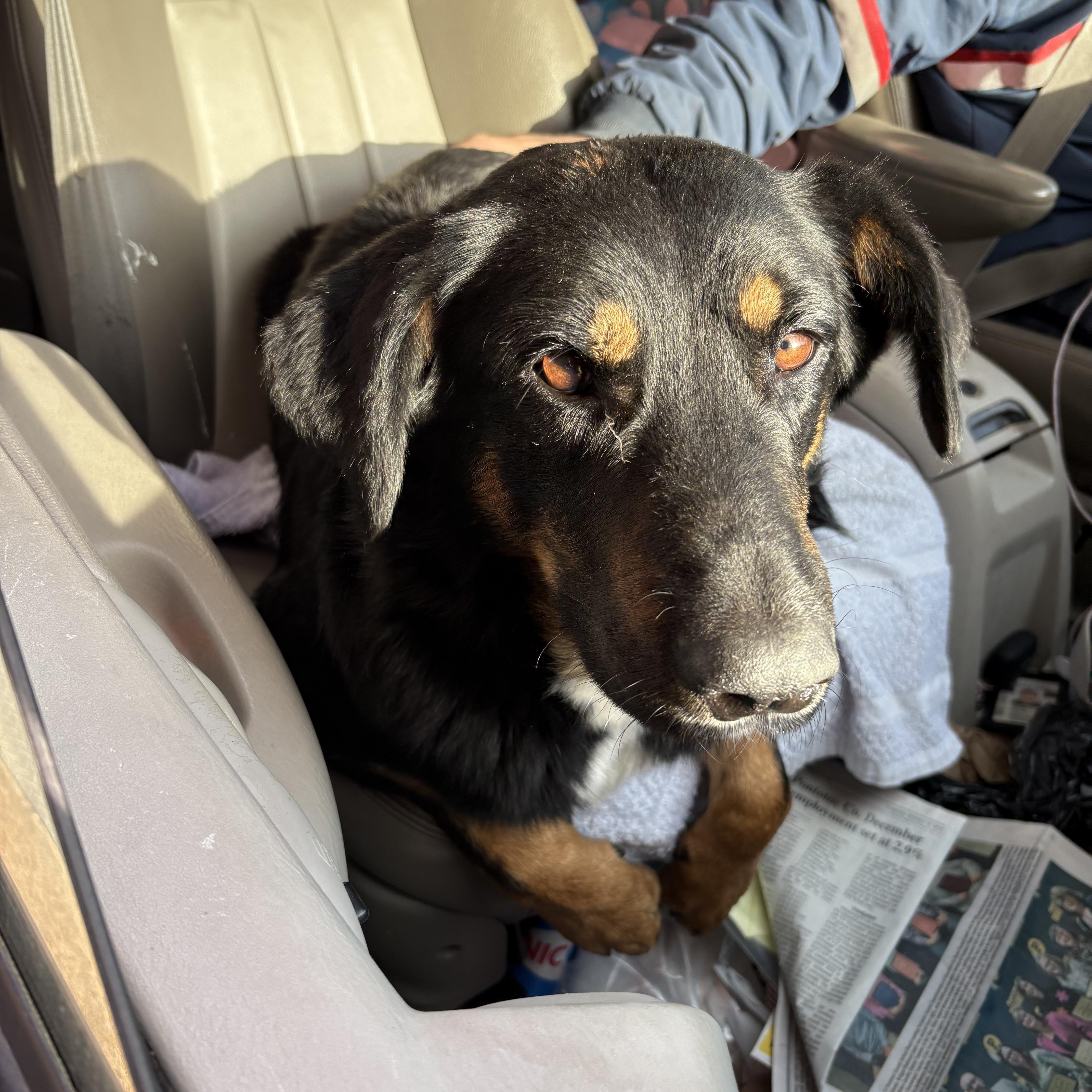 Enlarge Chipper *SPONSORED FEE*, a Adoptable mixed breed in Sharon, VT image 3/4