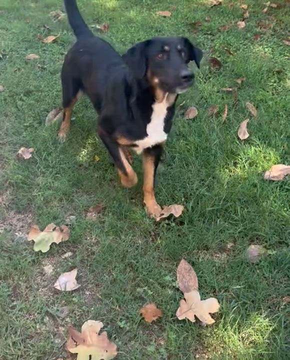 Enlarge Chipper *SPONSORED FEE*, a Adoptable mixed breed in Sharon, VT video 4/4