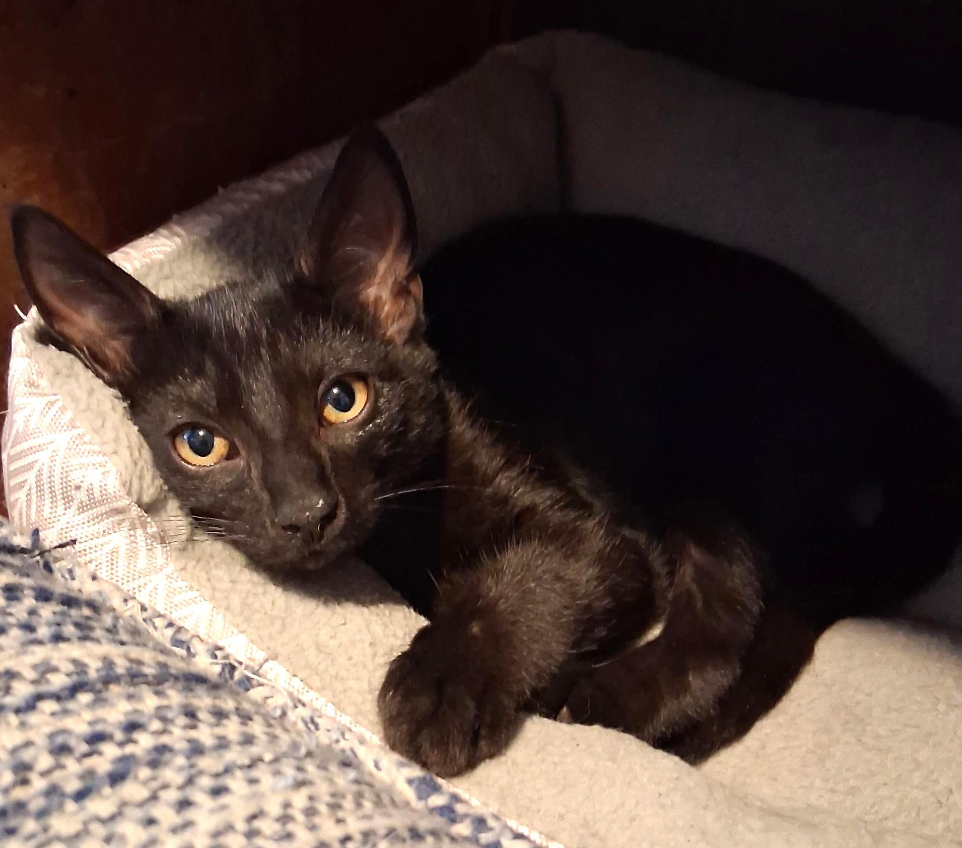 Ranveer, a ADOPTABLE Domestic Short Hair in Wilmington, NC image 1/2