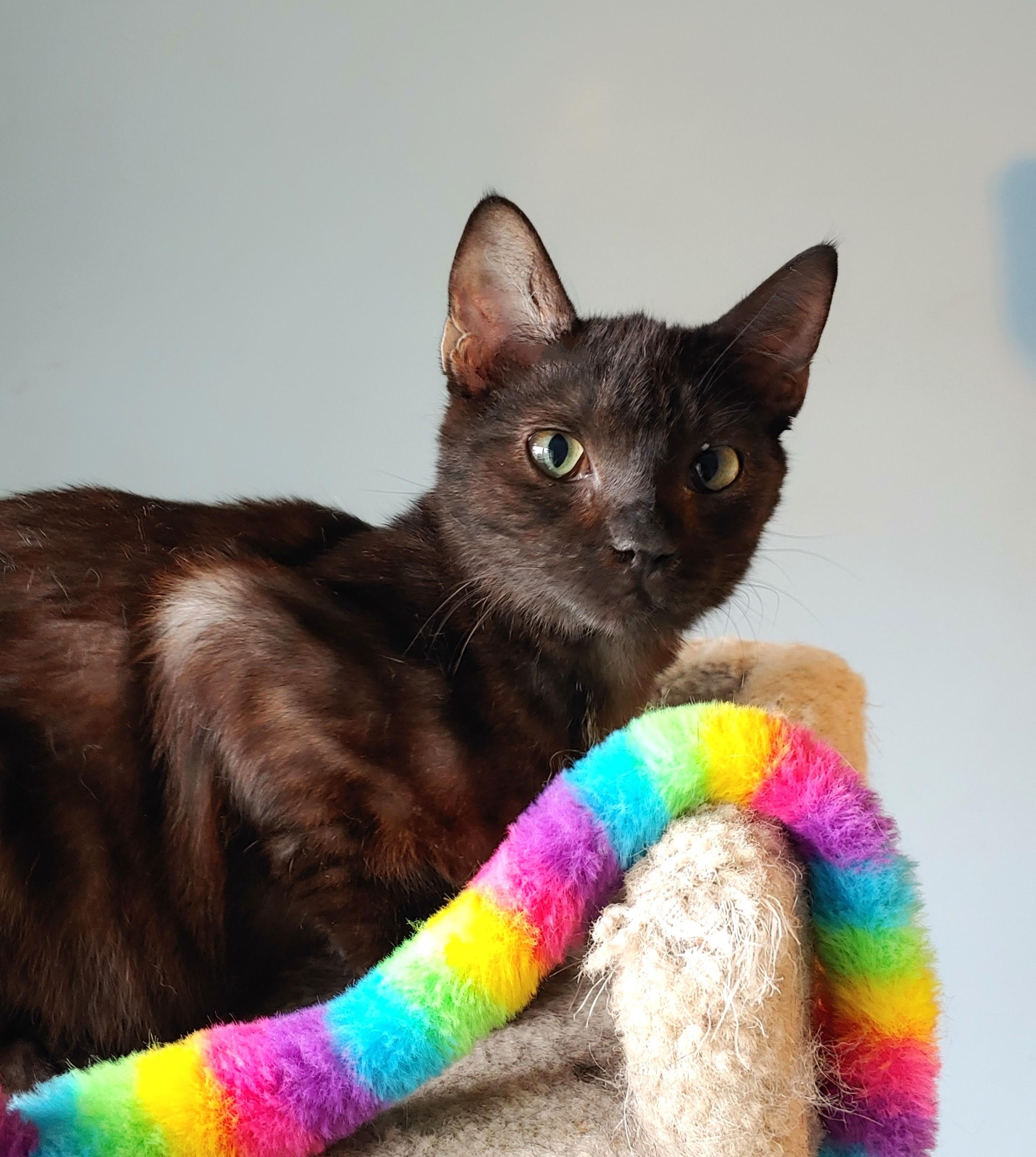 Ranveer, a ADOPTABLE Domestic Short Hair in Wilmington, NC image 2/2