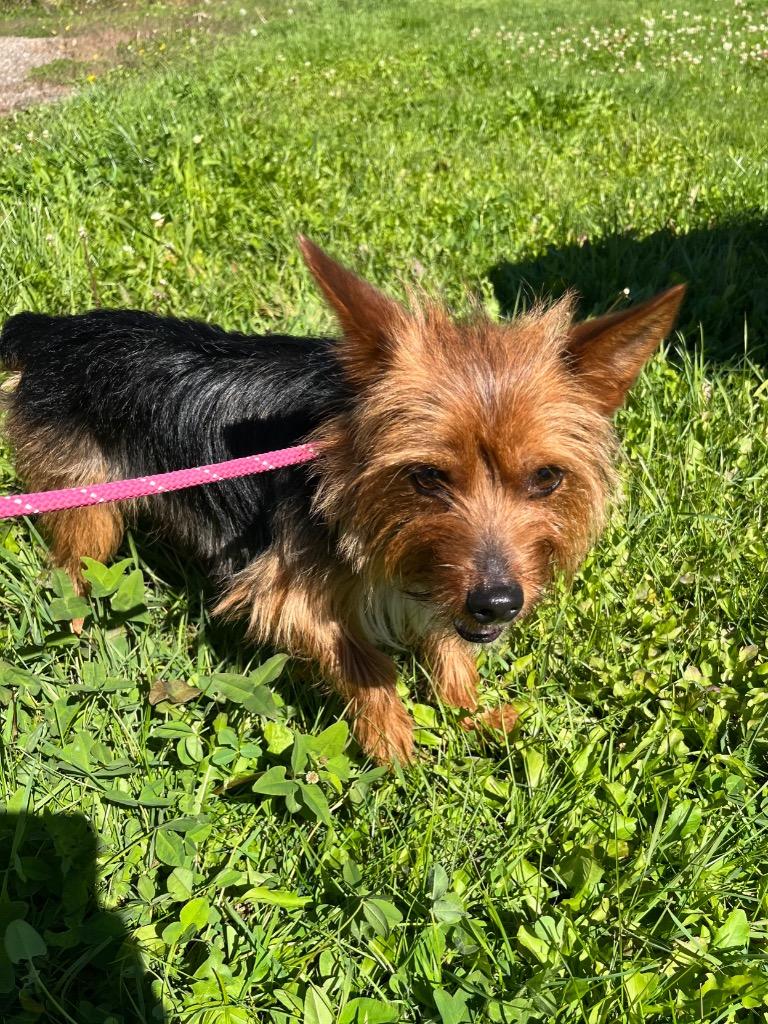 Enlarge Tucker, a Adoptable mixed breed in Virginia, MN image 1/1