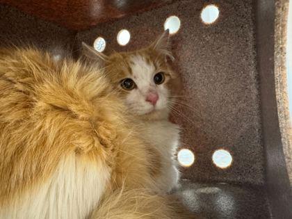 Goldfish, Adoptable, Adult Male Domestic Long Hair & Domestic Short Hair.
