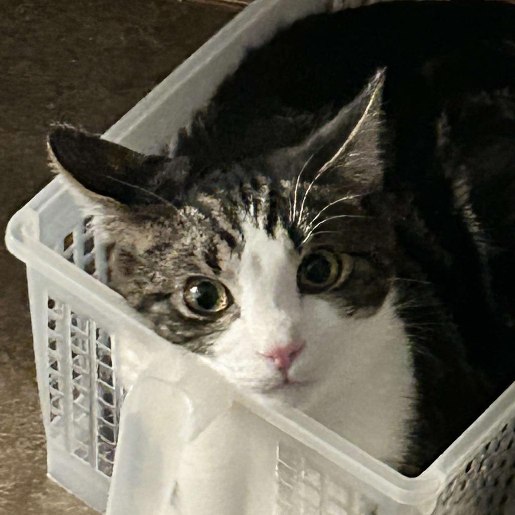 Enlarge Dorito, a Adoptable Domestic Short Hair in Irwin, PA image 1/2