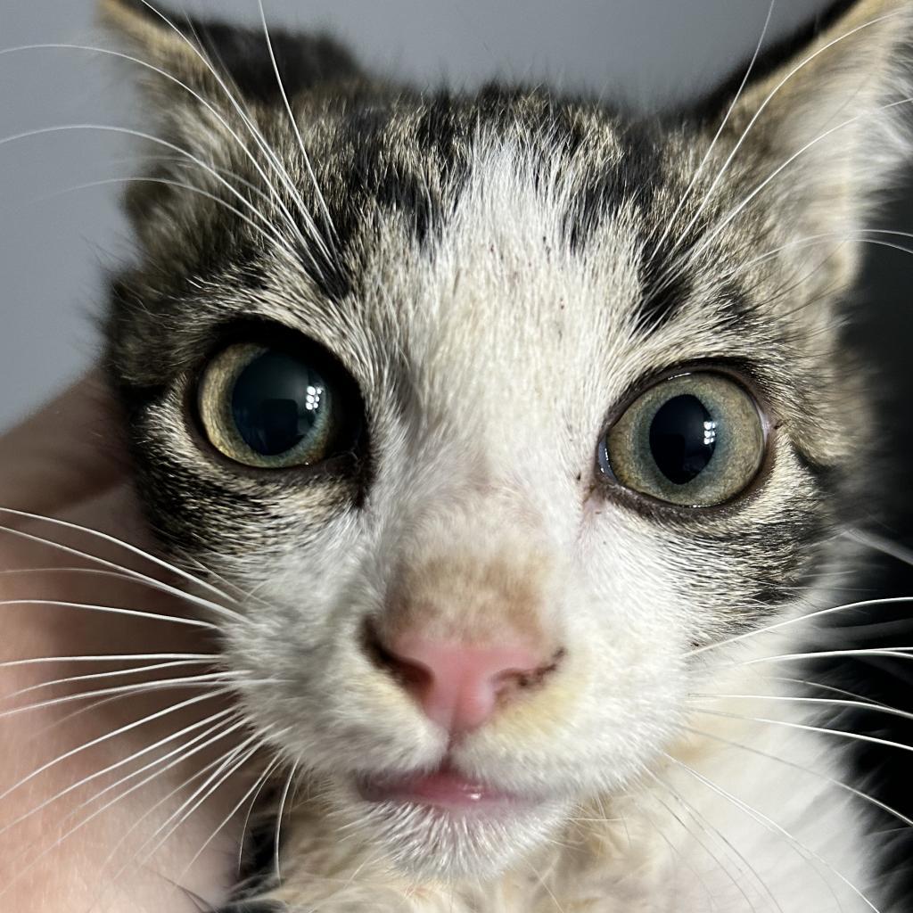 Enlarge Dorito, a Adoptable Domestic Short Hair in Irwin, PA image 2/2