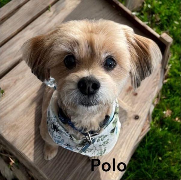 Enlarge Polo, an adopted Lhasa Apso in Tucson, AZ image 1/1