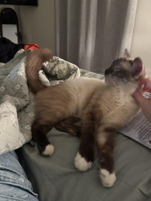Marilyn Monroe, adopted, Young Female Balinese & Siamese.