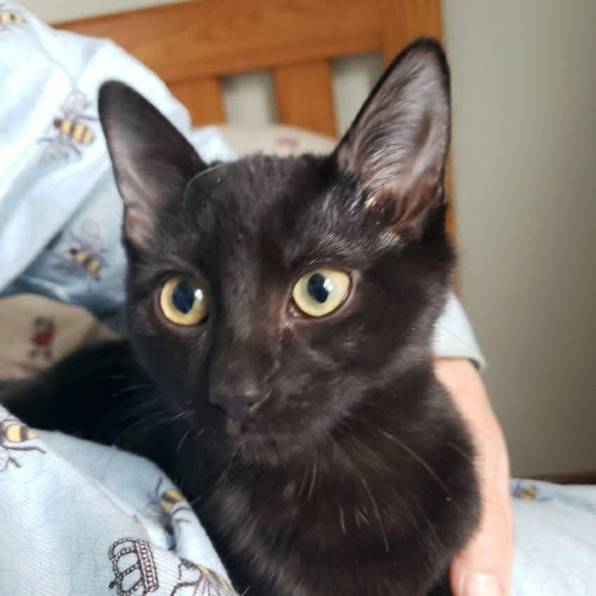 Gracie, Adoptable, Kitten Female Domestic Short Hair.