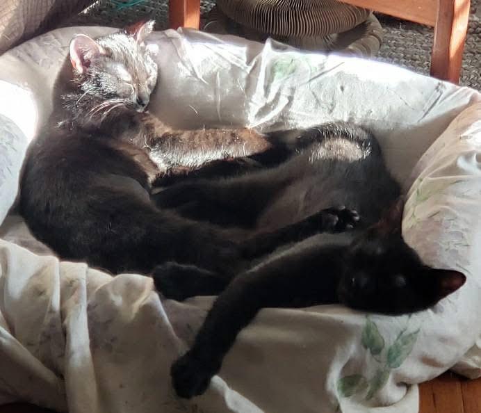 Enlarge Gracie, a Adoptable Domestic Short Hair in Beacon, NY image 2/5