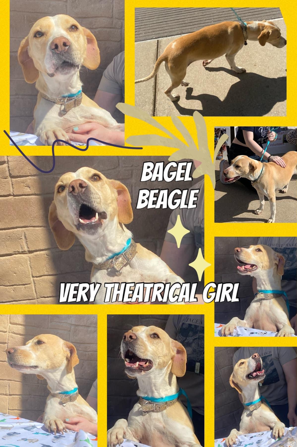 Bagel Beagle, Adult Female unknown