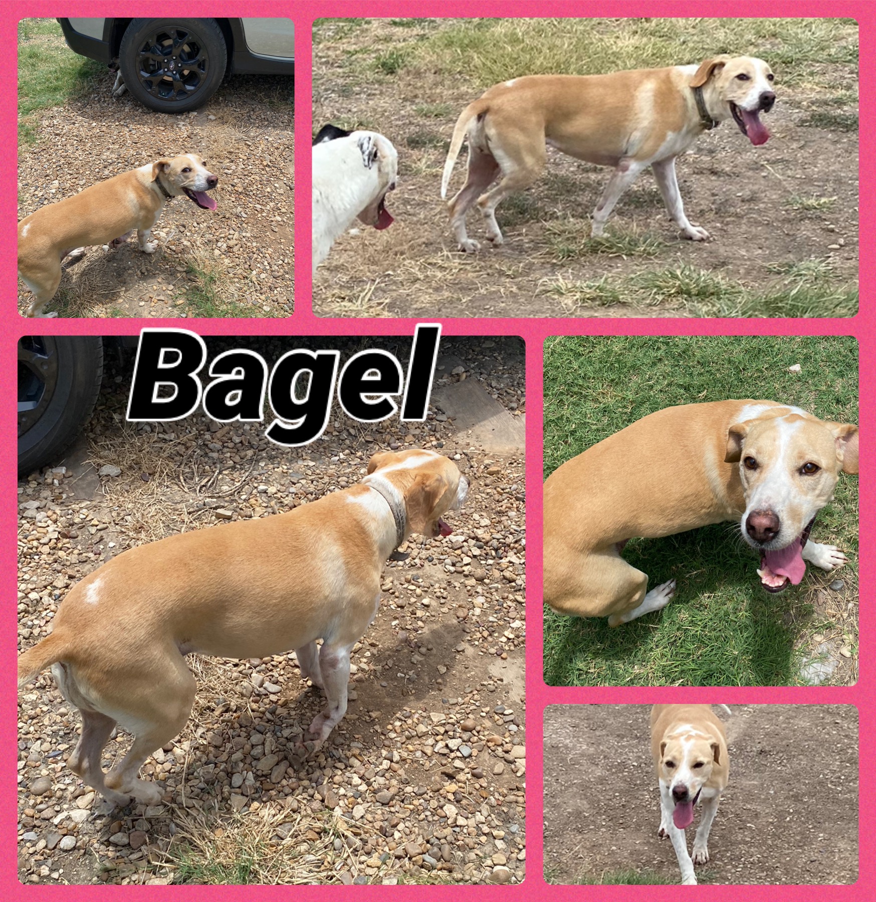 Bagel Beagle
