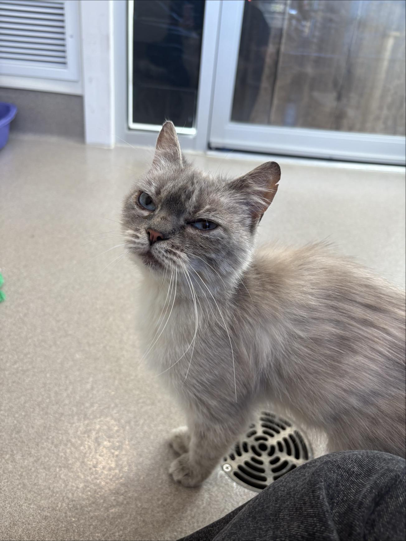 Enlarge Bluebell #39631 (2 Years Old), an adopted Domestic Short Hair in Langley, BC image 2/6