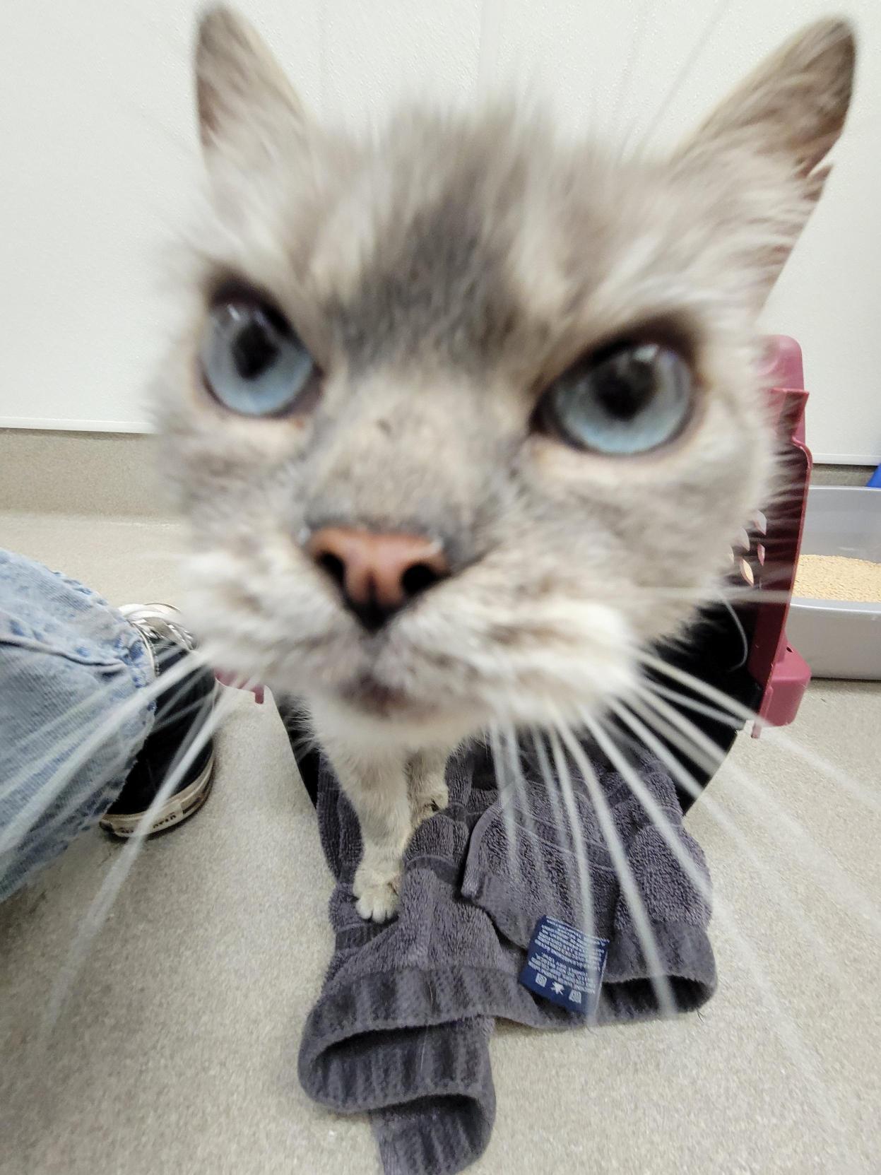 Enlarge Bluebell #39631 (2 Years Old), an adopted Domestic Short Hair in Langley, BC image 6/6