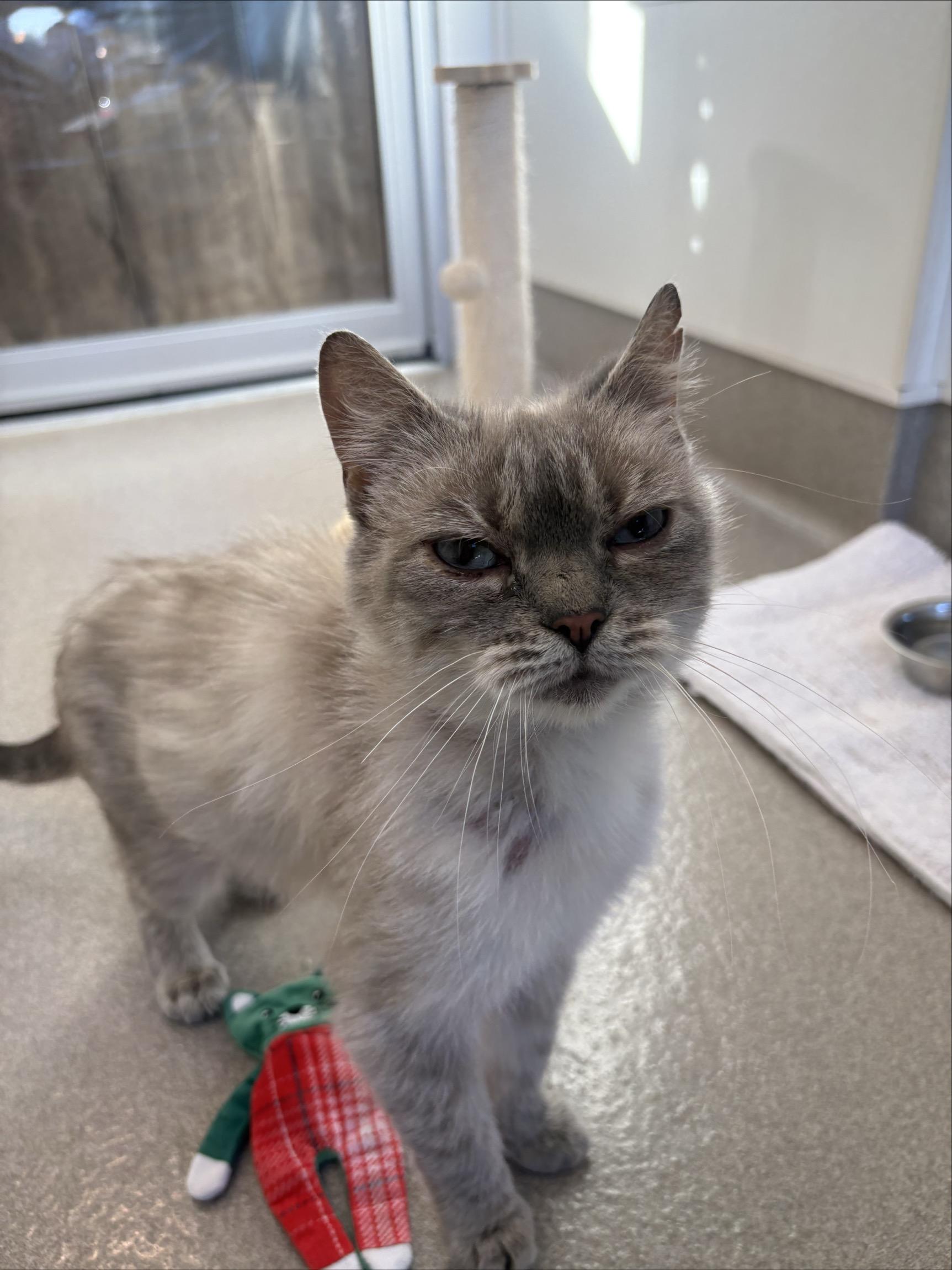 Enlarge Bluebell #39631 (2 Years Old), an adopted Domestic Short Hair in Langley, BC image 4/6