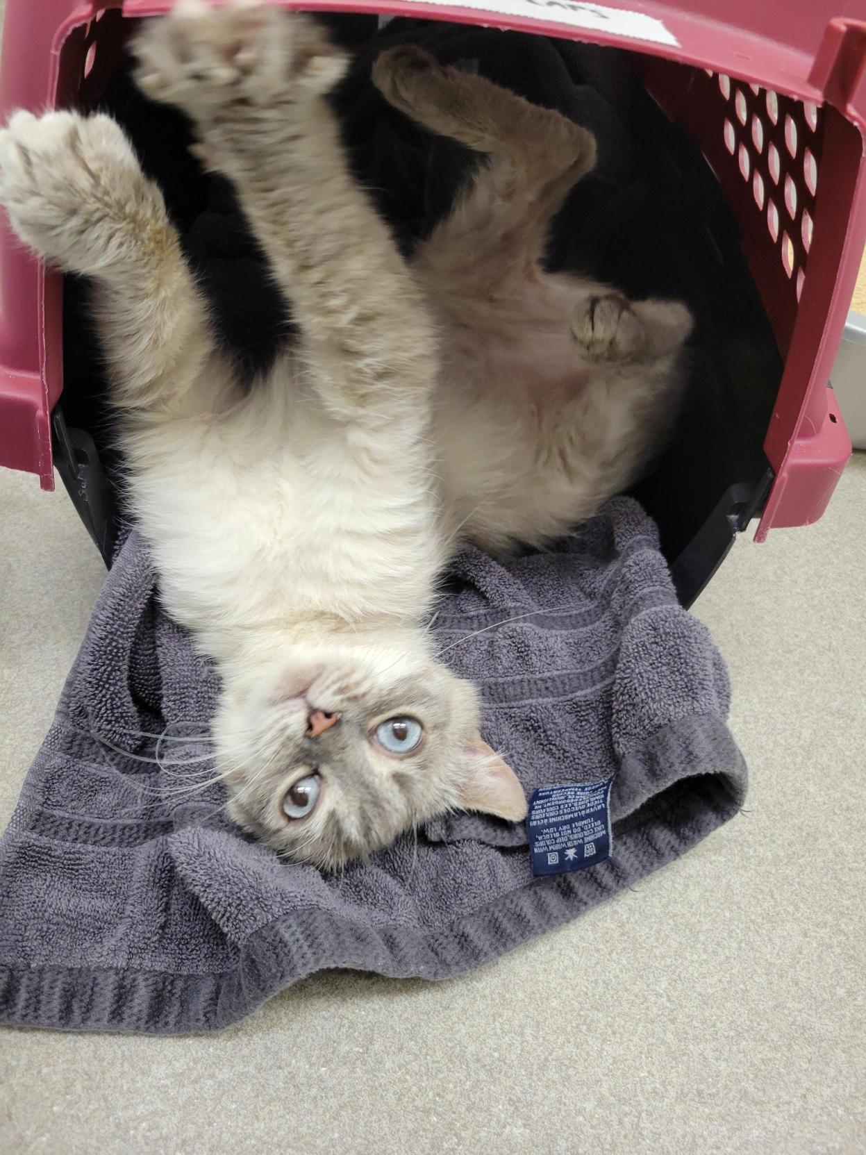 Enlarge Bluebell #39631 (2 Years Old), an adopted Domestic Short Hair in Langley, BC image 5/6