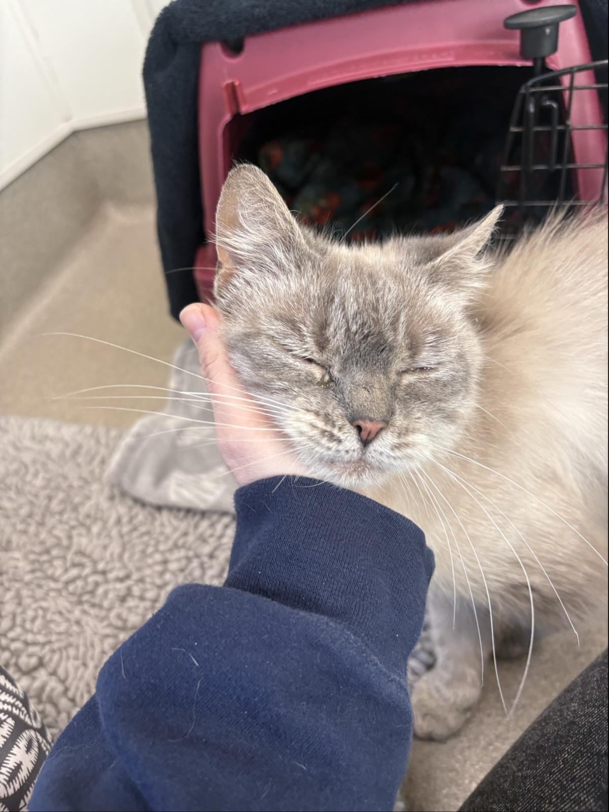 Enlarge Bluebell #39631 (2 Years Old), an adopted Domestic Short Hair in Langley, BC image 3/6