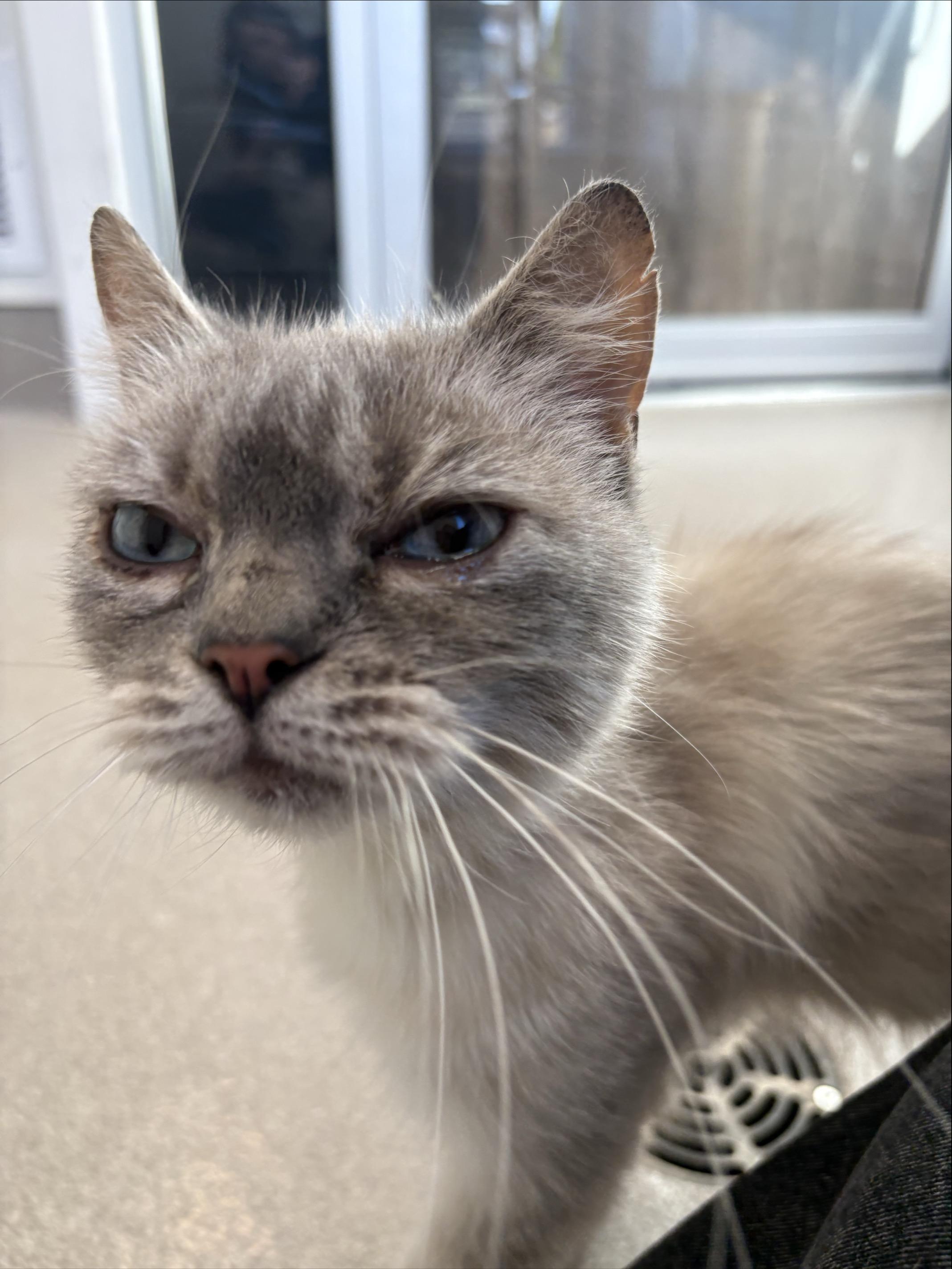 Bluebell #39631 (2 Years Old), Adoptable, Adult Female Domestic Short Hair.