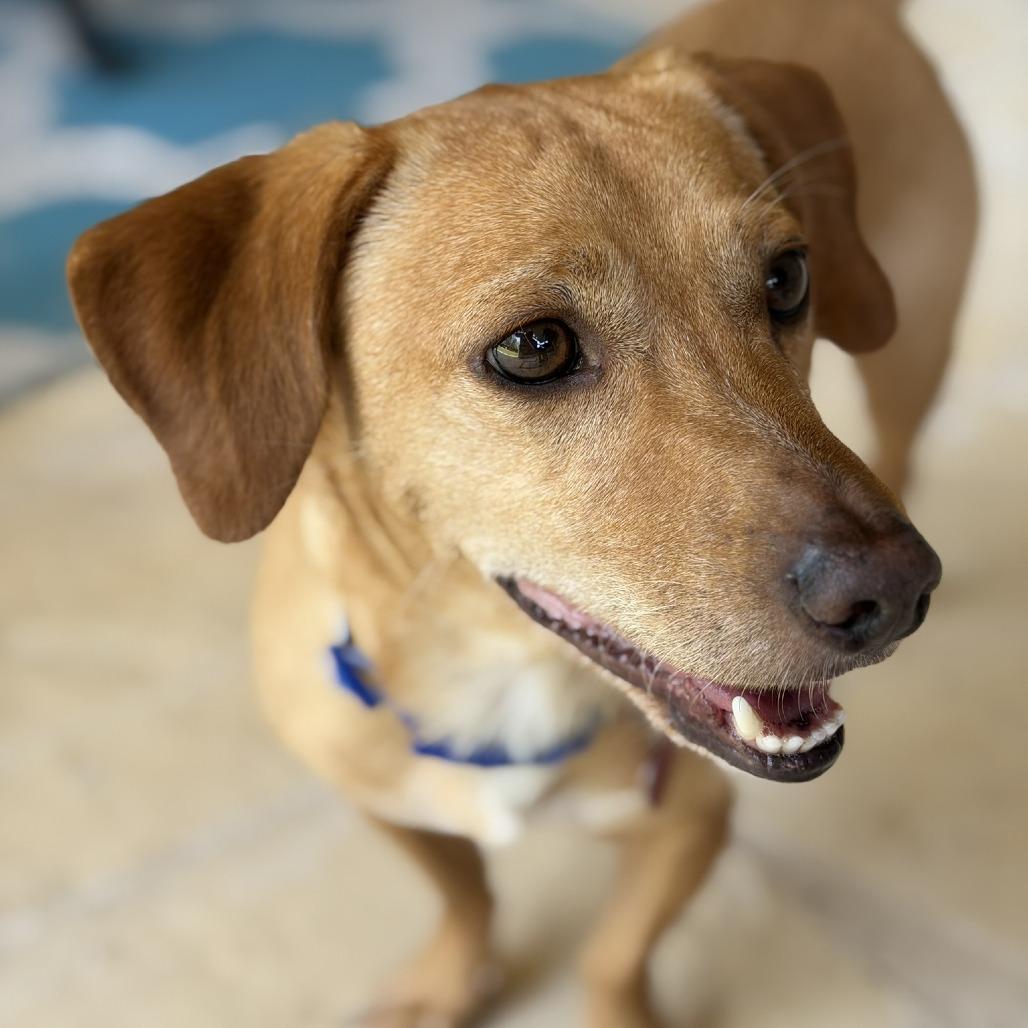 Diego, Adoptable, Adult Male Dachshund & Mixed Breed.