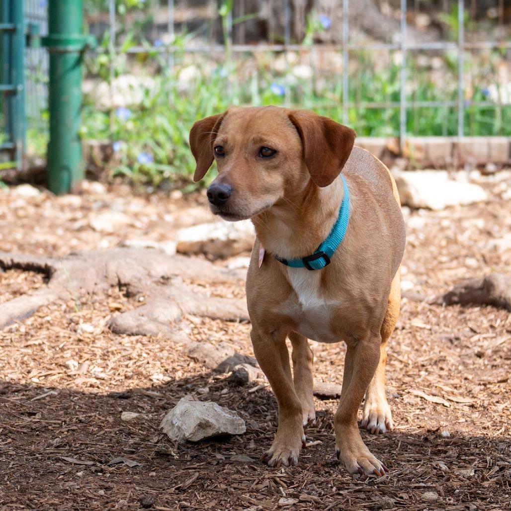 Diego, Adoptable, Adult Male Dachshund.