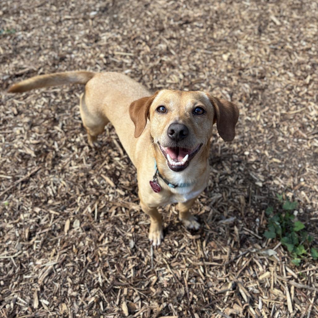 Enlarge Diego, a Adoptable mixed breed in Wimberley, TX image 3/6