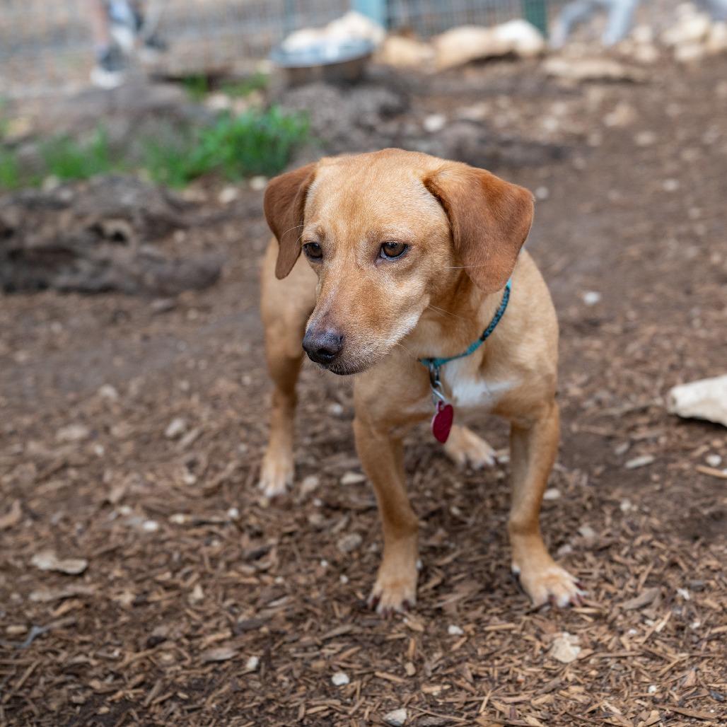 Enlarge Diego, a Adoptable mixed breed in Wimberley, TX image 2/6