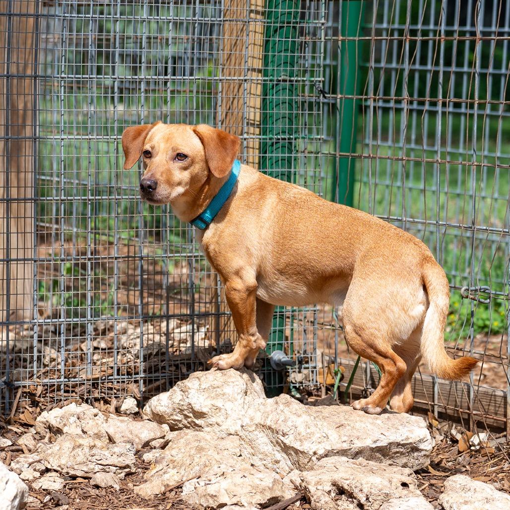Enlarge Diego, a Adoptable mixed breed in Wimberley, TX image 3/6