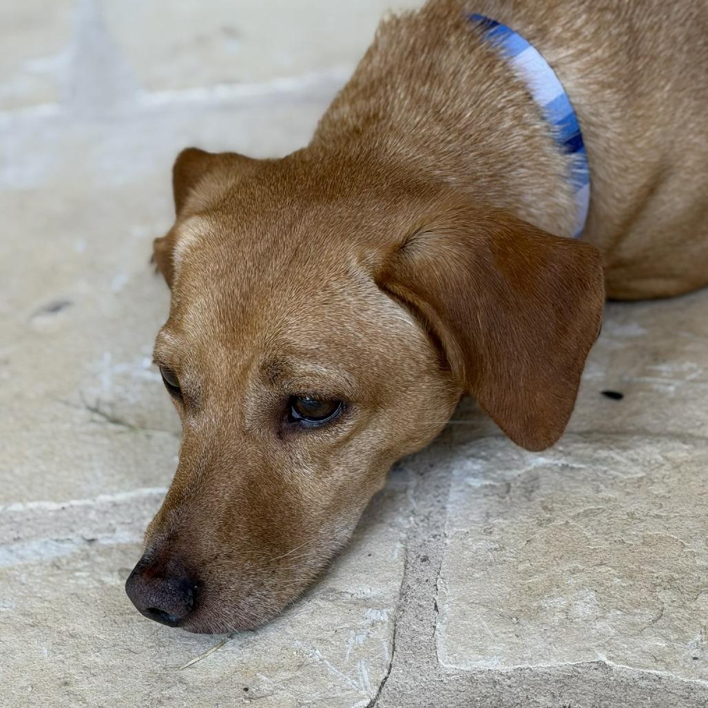 Diego, a Adoptable mixed breed in Wimberley, TX image 3/6