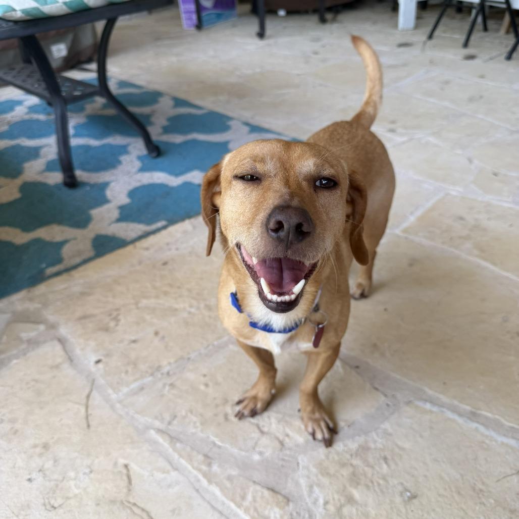 Diego, a Adoptable mixed breed in Wimberley, TX image 4/6