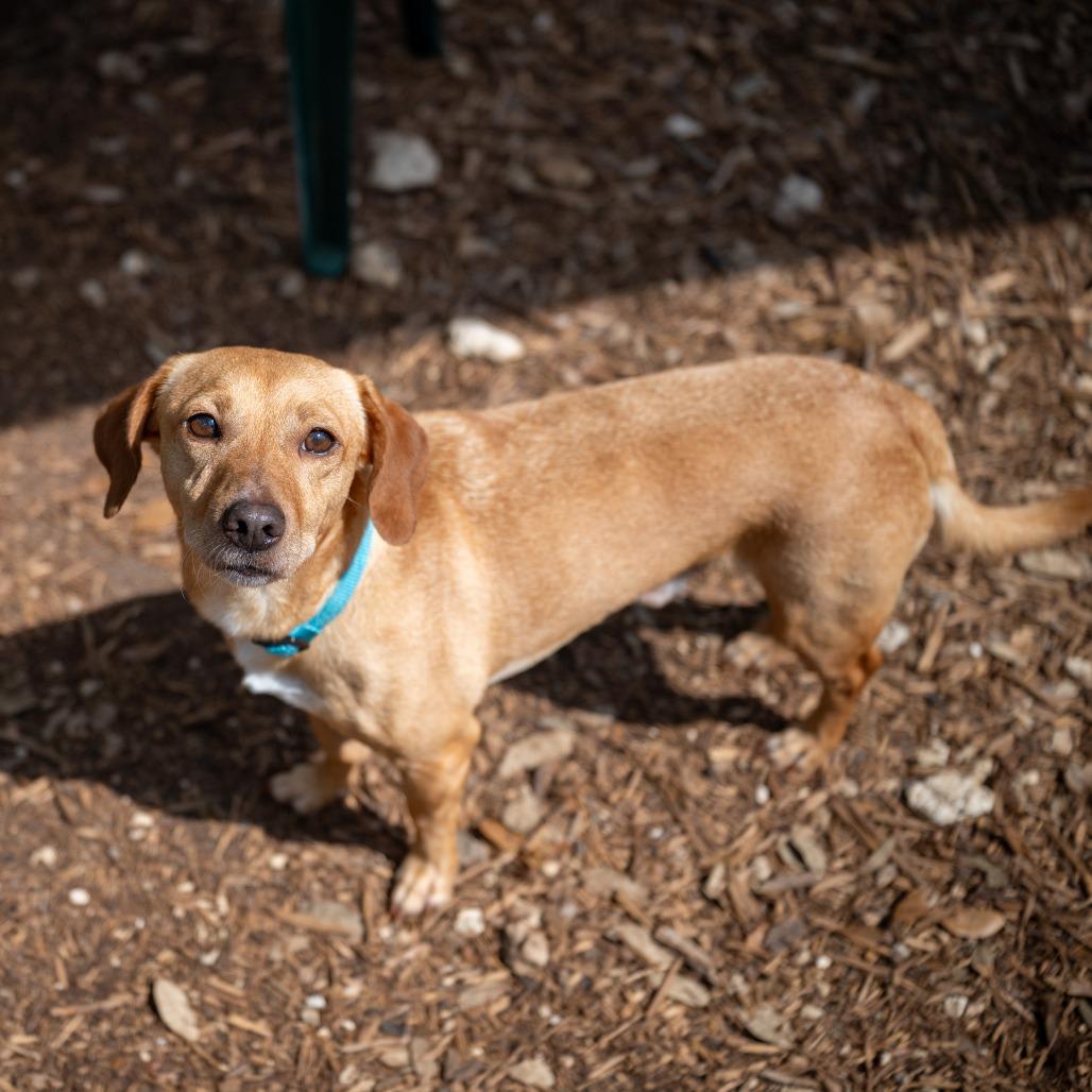 Enlarge Diego, a Adoptable mixed breed in Wimberley, TX image 4/6