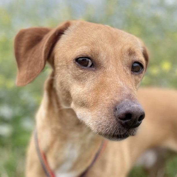 Enlarge Diego, a Adoptable mixed breed in Wimberley, TX image 5/6