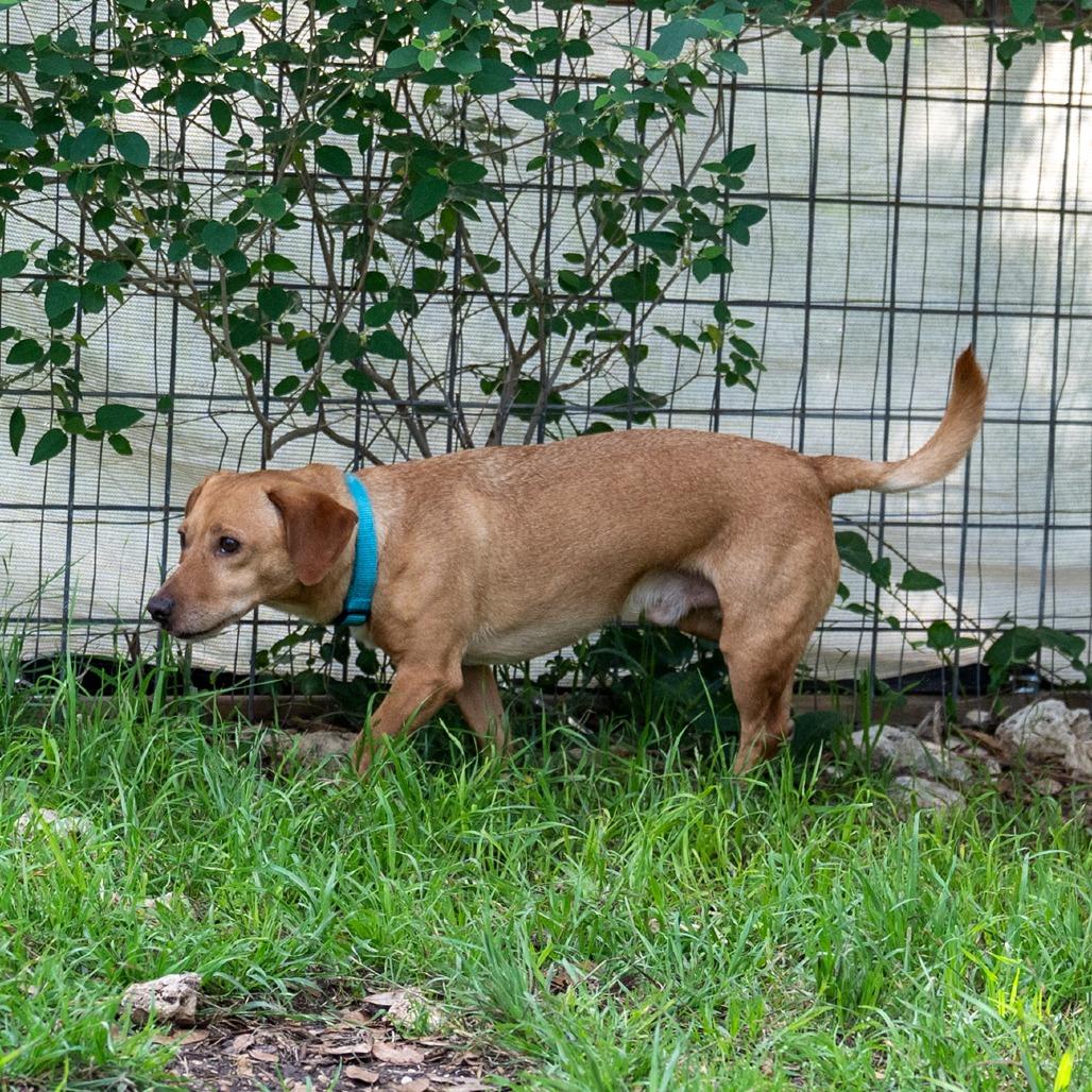Enlarge Diego, a Adoptable mixed breed in Wimberley, TX image 6/6