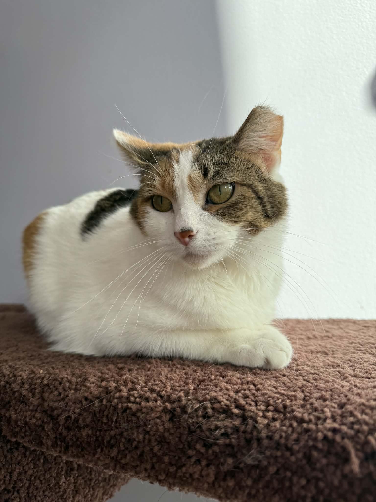 Enlarge Penny (cat café), a Adoptable mixed breed in Lafayette, IN image 2/4