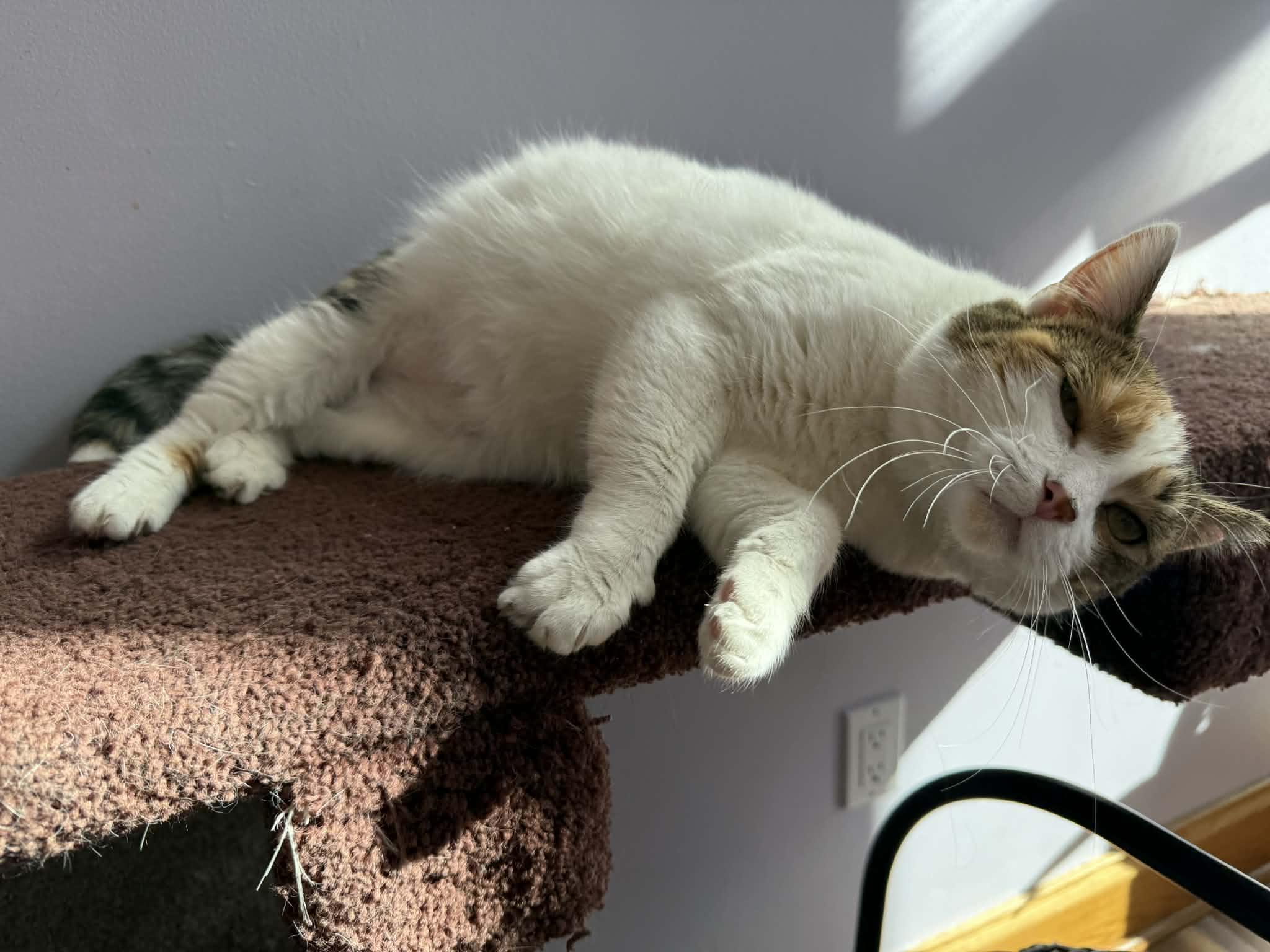 Enlarge Penny (cat café), a Adoptable mixed breed in Lafayette, IN image 4/4