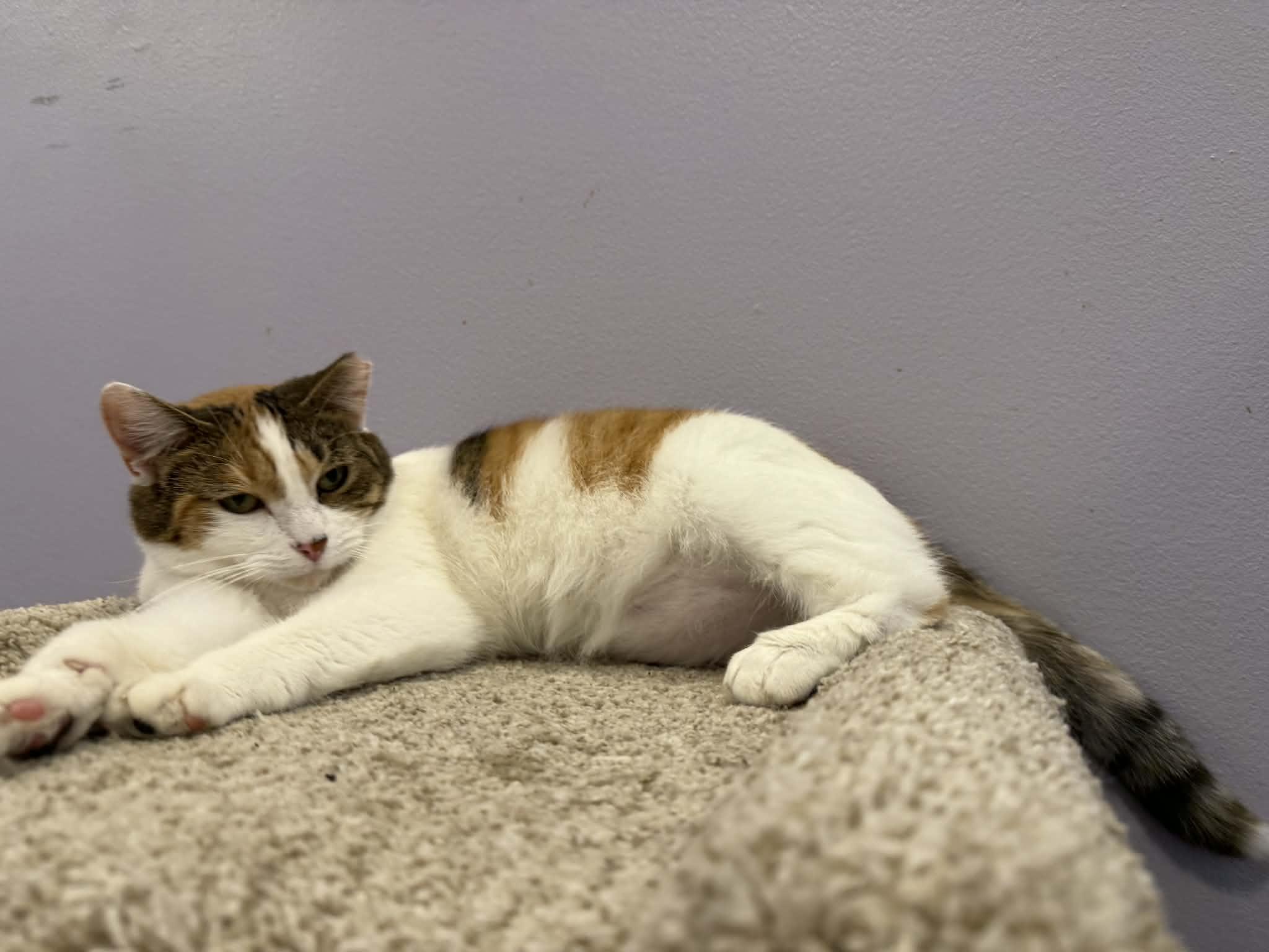 Enlarge Penny (cat café), a Adoptable mixed breed in Lafayette, IN image 4/4