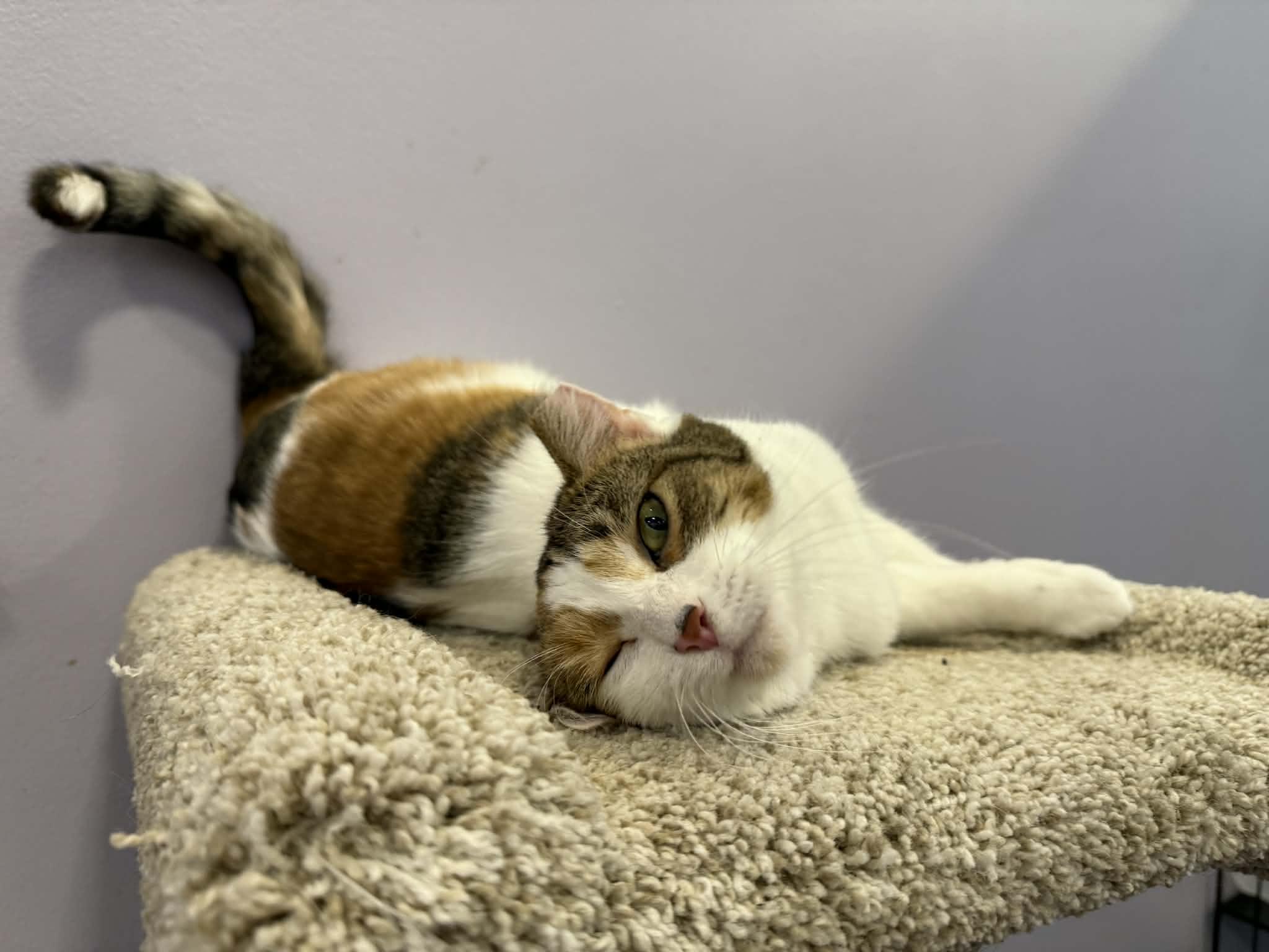 Enlarge Penny (cat café), a Adoptable mixed breed in Lafayette, IN image 1/4